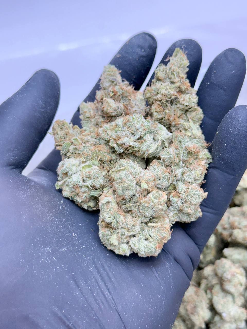 Berry Cinex-Living Soil Lucky’s Favorites!!!